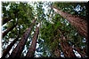 The 'ring of life' redwoods.