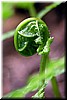 Fern - the fiddlehead is of beautiful symmetry and texture
