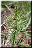 A ladybug on a common Horsetail - one of the oldest form of plants on earth!