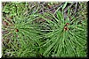 Ladybugs on Horsetails (Equisetum arvense)