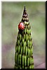 Horsetail tip and ladybug