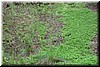 Patches of green flora covered this hillside.  To the left are the horsetails; not sure what's the right patch.