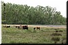 Cattles grazing on a beautiful pasture, with huge patches of Lupine (wildflowers)