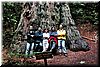 The oldest/tallest/biggest redwood in the park. 12 ft in diameter!