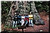 The oldest/tallest/biggest redwood in the park. 12 ft in diameter!