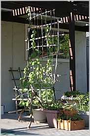 Bitter melon climbing to top.