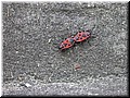 DSCN7099.JPG