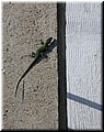 DSCN7106.JPG