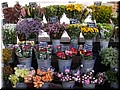 DSCN7346.JPG