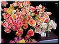DSCN7381.JPG